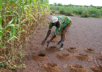Sénégal : crainte d’une pénurie d’engrais