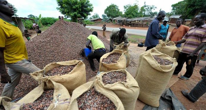 Côte d’Ivoire : Un géant mondial de cacao que rien n’arrête