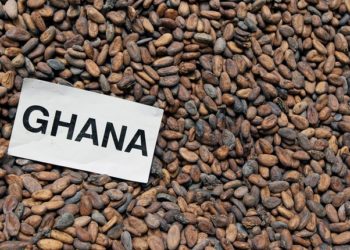 Ghana : le cacao sous l’emprise du changement climatique