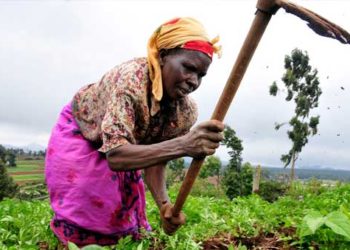 Afrique : le secteur de l’agriculture face aux grands défis de la mondialisation