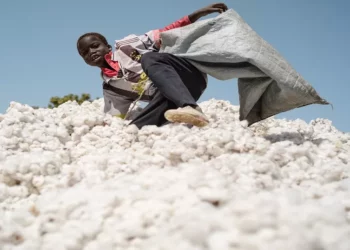 Mali : le coton, un atout économique stratégique