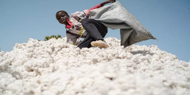 Mali : le coton, un atout économique stratégique