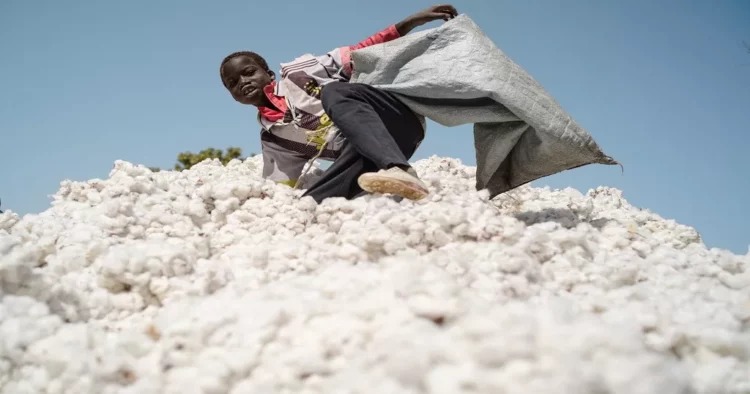 Mali : le coton, un atout économique stratégique