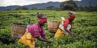 Placer les femmes au cœur du développement durable en Afrique de l’Ouest : une exigence de justice sociale et d’efficacité